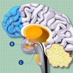 تاثیر سلولهای کنترل کننده گرسنگی برعملکرد مغز